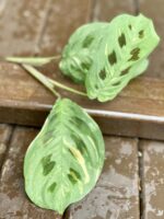 Zdjęcie rośliny Sadzonka Maranta Kerchoveana Variegata 4, ujęcie 2