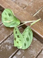Zdjęcie rośliny Sadzonka Maranta Kerchoveana Variegata 4, ujęcie 3