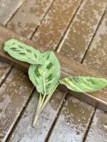 Zdjęcie rośliny Sadzonka Maranta Kerchoveana Variegata 5, ujęcie 1