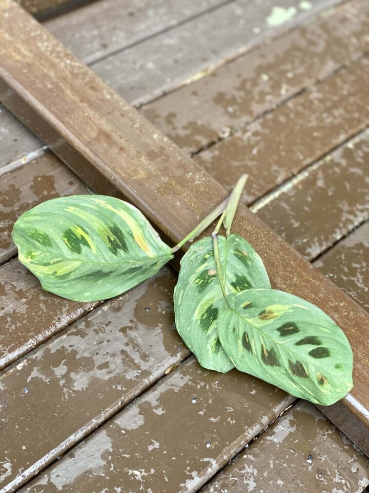 Zdjęcie rośliny Sadzonka Maranta Kerchoveana Variegata 5, ujęcie 2