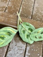 Zdjęcie rośliny Sadzonka Maranta Kerchoveana Variegata 5, ujęcie 3