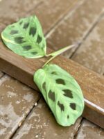 Zdjęcie rośliny Sadzonka Maranta Kerchoveana Variegata 6, ujęcie 1