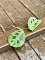 Zdjęcie rośliny Sadzonka Maranta Kerchoveana Variegata 6, ujęcie 2