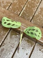Zdjęcie rośliny Sadzonka Maranta Kerchoveana Variegata 6, ujęcie 3