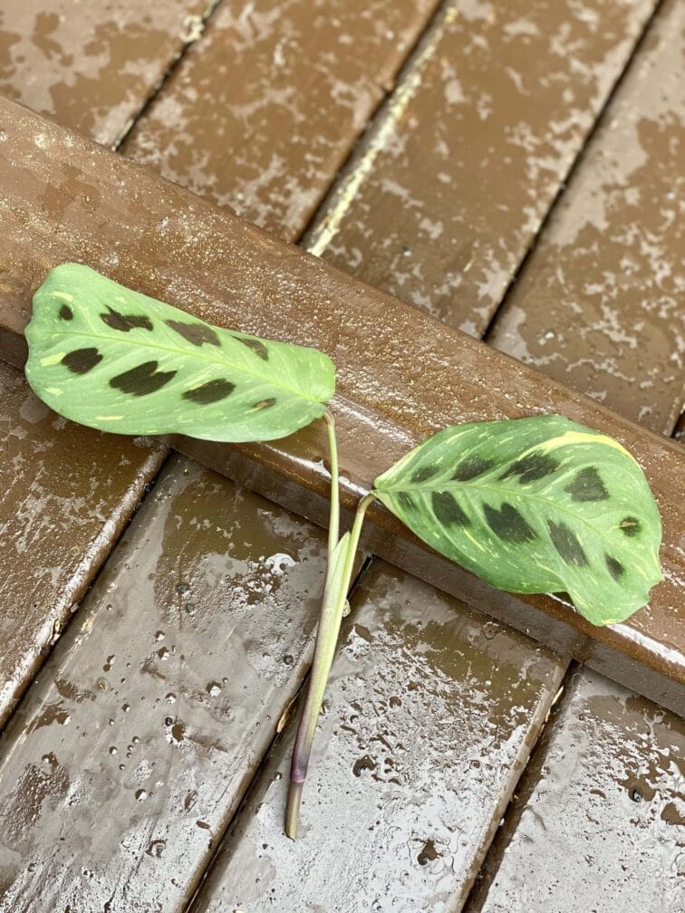 Zdjęcie rośliny Sadzonka Maranta Kerchoveana Variegata 6, ujęcie 3