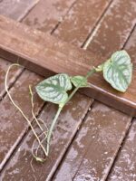 Zdjęcie rośliny Sadzonka Monstera Dubia, ujęcie 1