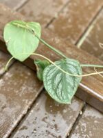 Zdjęcie rośliny Sadzonka Monstera Dubia, ujęcie 2