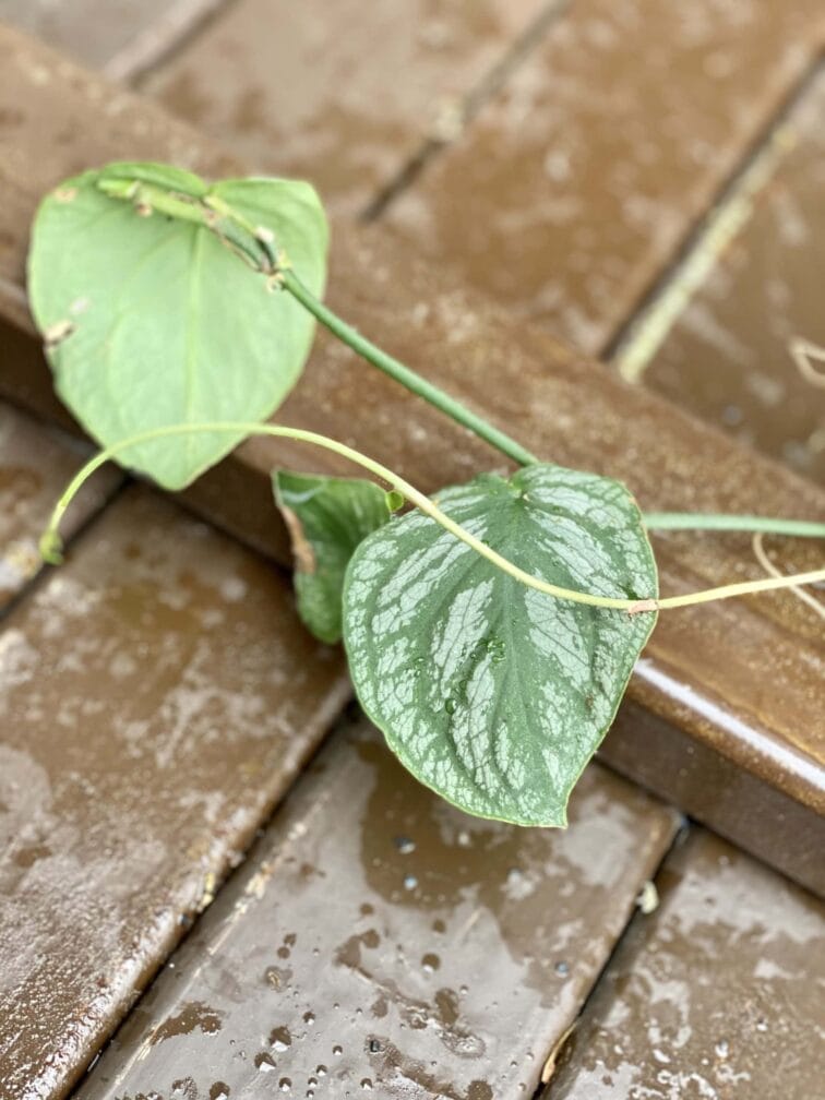 Zdjęcie rośliny Sadzonka Monstera Dubia, ujęcie 2