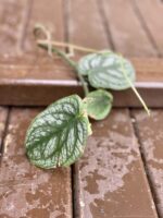 Zdjęcie rośliny Sadzonka Monstera Dubia, ujęcie 3