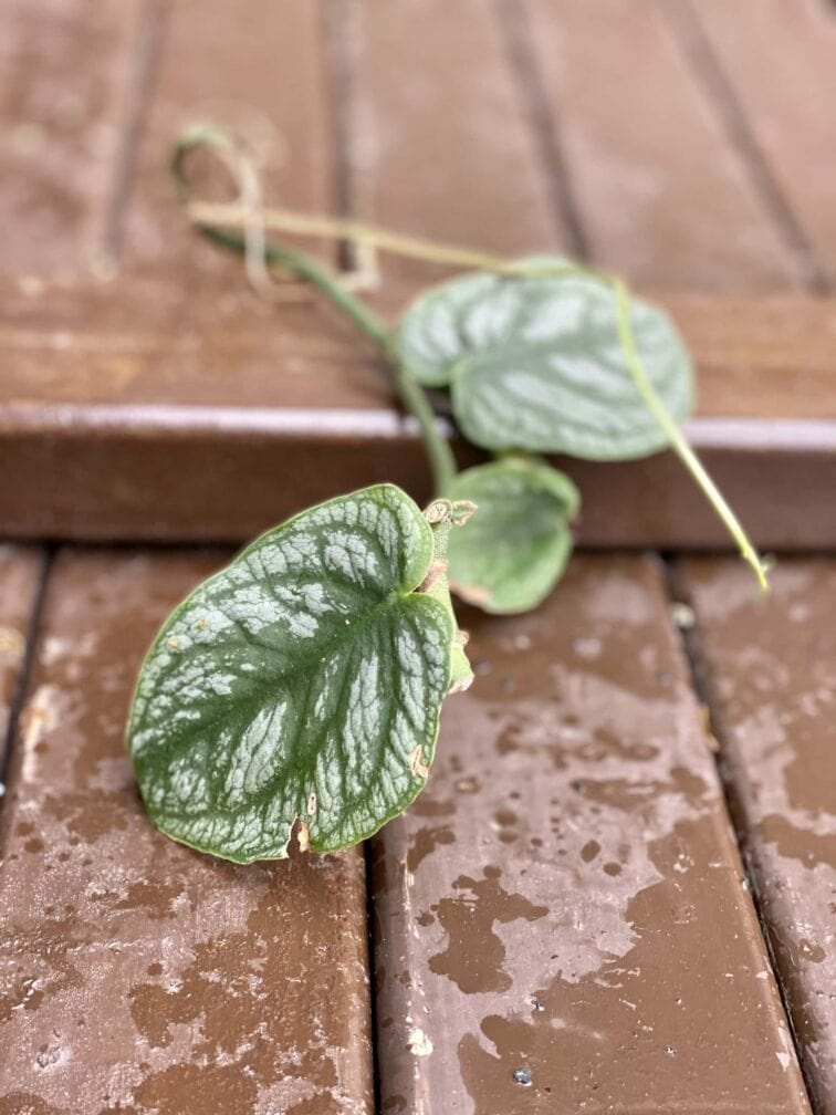 Zdjęcie rośliny Sadzonka Monstera Dubia, ujęcie 3
