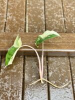 Zdjęcie rośliny Sadzonka Syngonium Podophyllum Albo Variegata, ujęcie 1