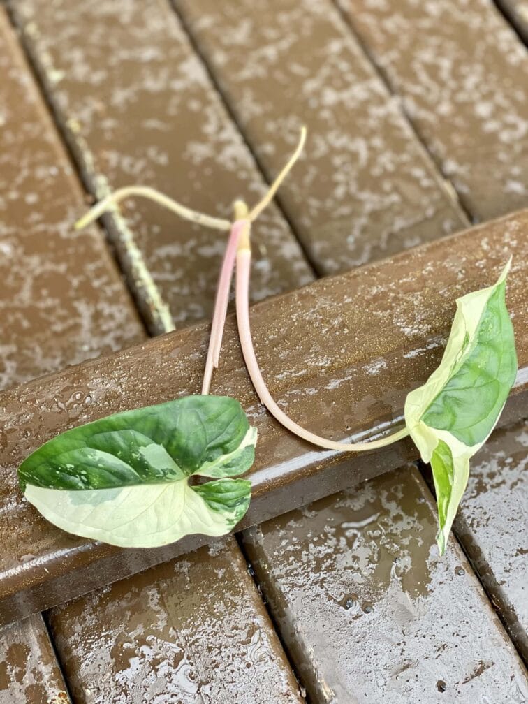 Zdjęcie rośliny Sadzonka Syngonium Podophyllum Albo Variegata, ujęcie 3