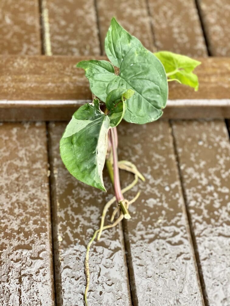 sadzonka-syngonium-podophyllum-albo-variegata_1x19-1_1617015565.jpg Zdjęcie rośliny Sadzonka Syngonium Podophyllum Albo Variegata, ujęcie 1