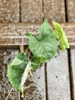 Zdjęcie rośliny Sadzonka Syngonium Podophyllum Albo Variegata, ujęcie 2