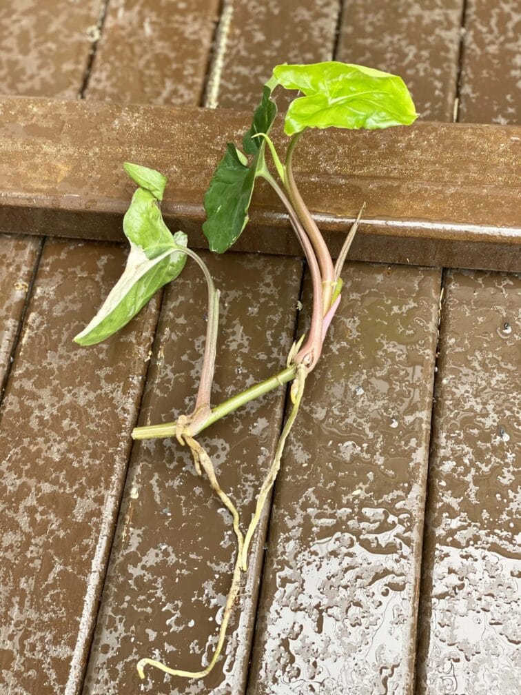 Zdjęcie rośliny Sadzonka Syngonium Podophyllum Albo Variegata, ujęcie 3