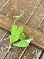 Zdjęcie rośliny Sadzonka Syngonium Podophyllum Albo Variegata, ujęcie 2