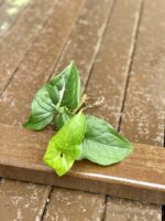 Zdjęcie rośliny Sadzonka Syngonium Podophyllum Albo Variegata, ujęcie 1