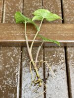 Zdjęcie rośliny Sadzonka Syngonium Podophyllum Albo Variegata, ujęcie 2