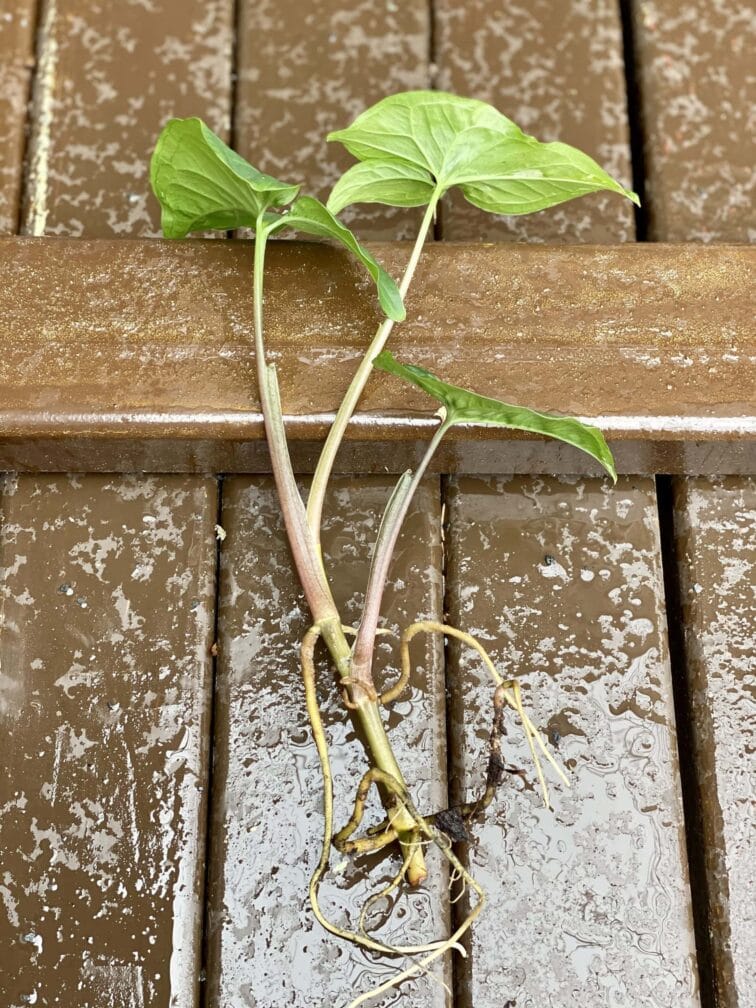 Zdjęcie rośliny Sadzonka Syngonium Podophyllum Albo Variegata, ujęcie 2