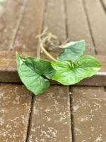 Zdjęcie rośliny Sadzonka Syngonium Podophyllum Albo Variegata, ujęcie 3