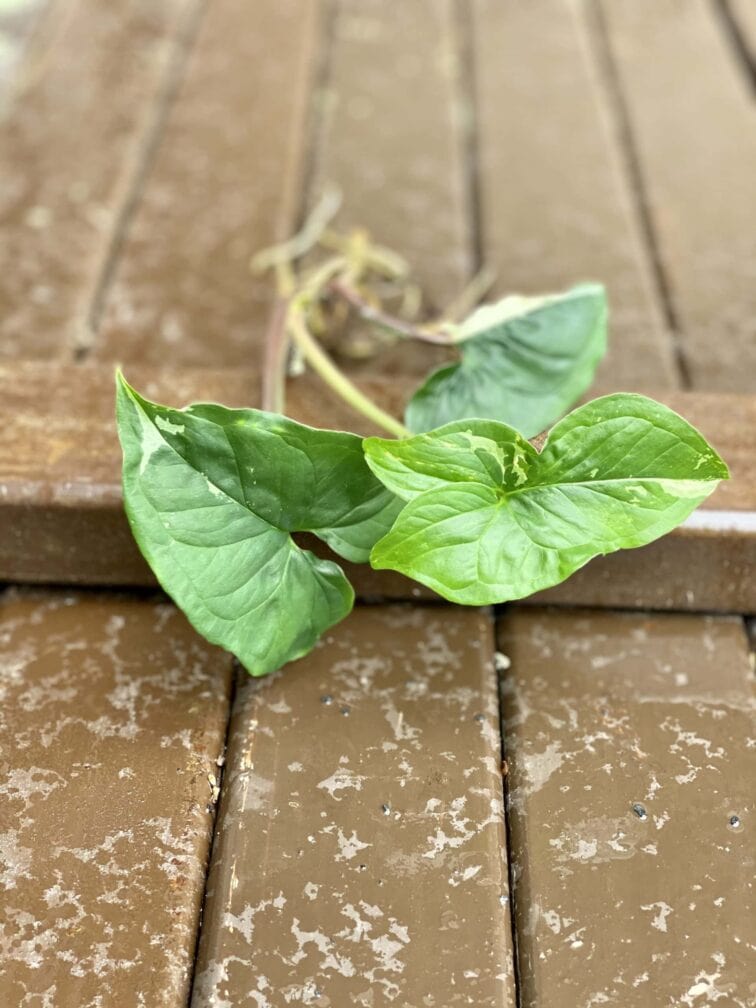 Zdjęcie rośliny Sadzonka Syngonium Podophyllum Albo Variegata, ujęcie 3