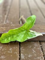 Zdjęcie rośliny Sadzonka Syngonium Podophyllum Albo Variegata, ujęcie 1