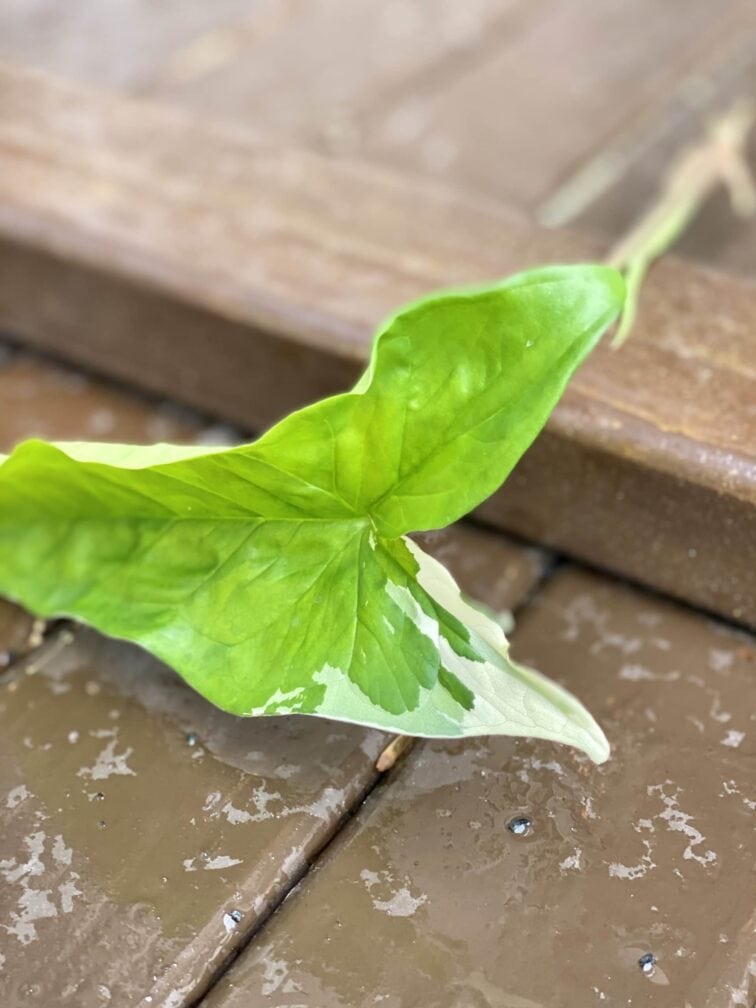 Zdjęcie rośliny Sadzonka Syngonium Podophyllum Albo Variegata, ujęcie 3