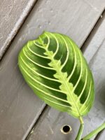 Zdjęcie rośliny Sadzonka szczytowa Maranta Lemon Lime, ujęcie 3
