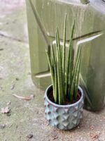 Zdjęcie rośliny Sansevieria baccharis Mikado, ujęcie 1