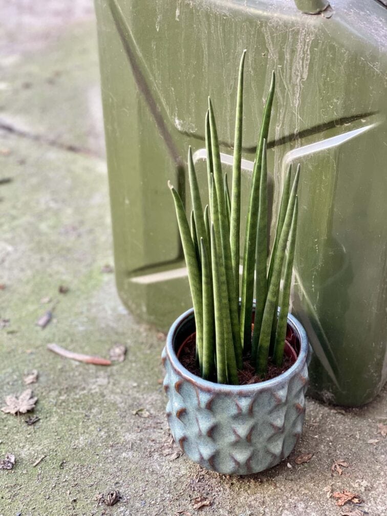 sansevieria-baccharis-mikado_12x35-1_1614689446.jpg Zdjęcie rośliny Sansevieria baccharis Mikado, ujęcie 1
