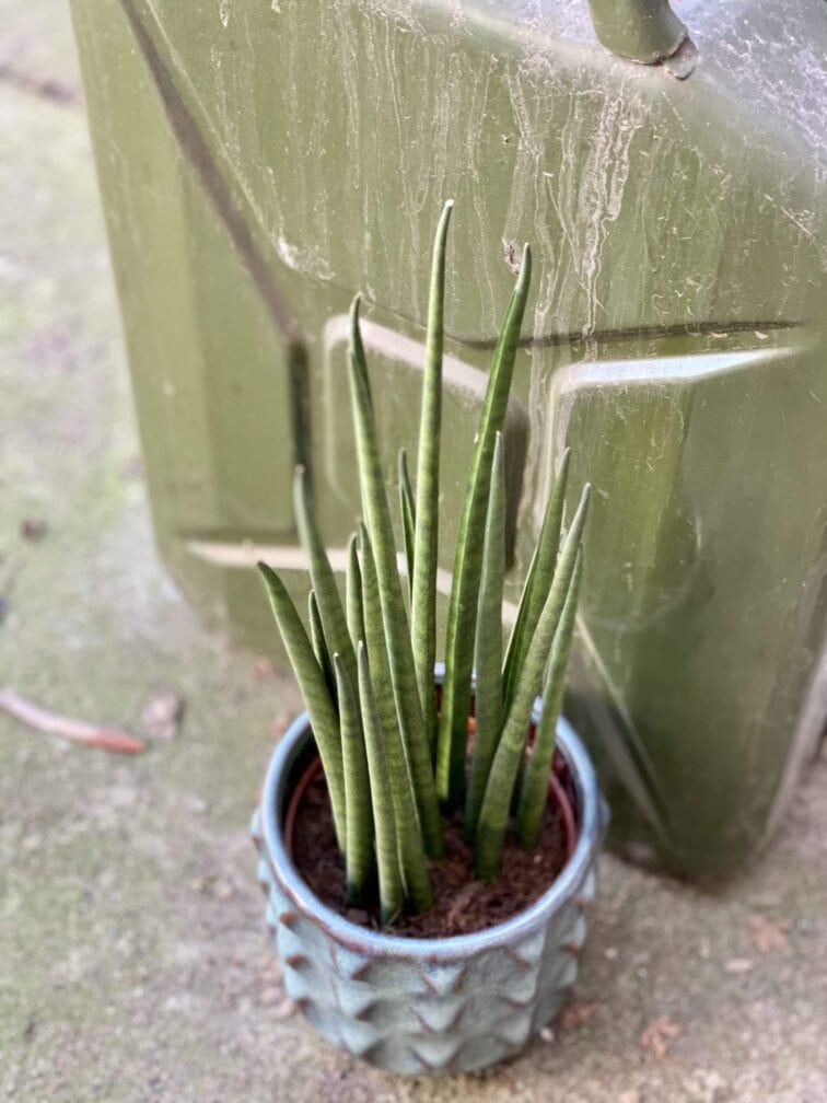 Zdjęcie rośliny Sansevieria baccharis Mikado, ujęcie 2
