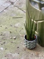 Zdjęcie rośliny Sansevieria baccharis Mikado, ujęcie 3