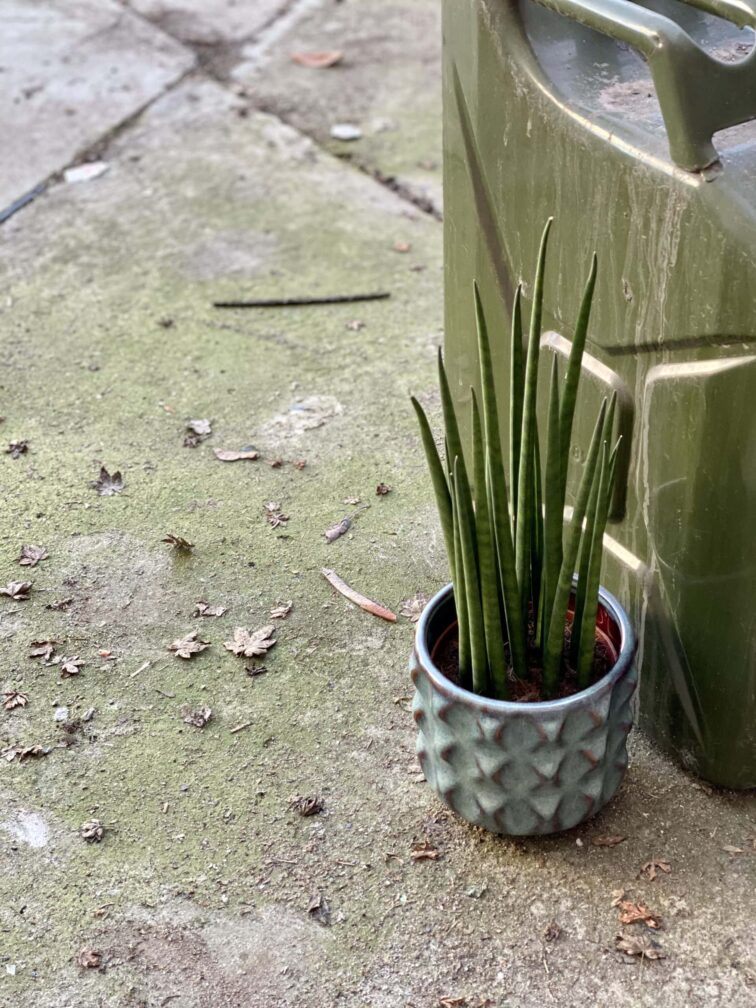 Zdjęcie rośliny Sansevieria baccharis Mikado, ujęcie 3