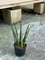 Zdjęcie rośliny Sansevieria Fernwood Mikado, ujęcie 1