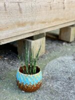 Zdjęcie rośliny Sansevieria Fernwood Mikado, ujęcie 2