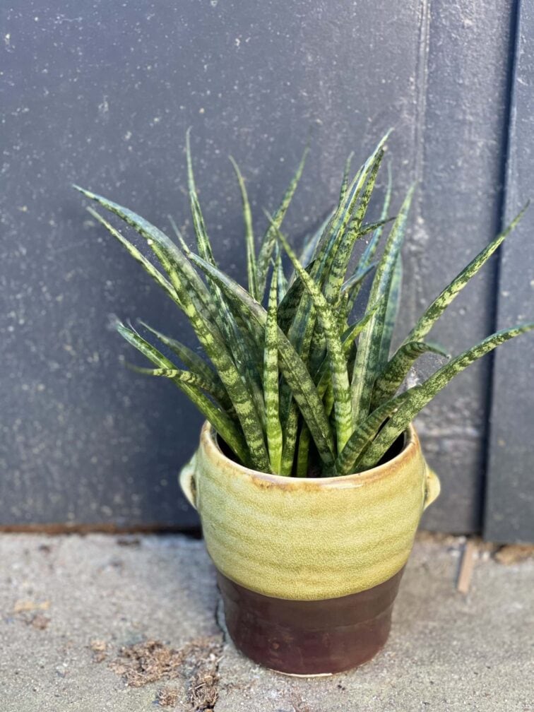 sansevieria-fernwood-punk_8x23-1_1614688119.jpg Zdjęcie rośliny Sansevieria Fernwood Punk, ujęcie 1