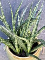 Zdjęcie rośliny Sansevieria Fernwood Punk, ujęcie 2