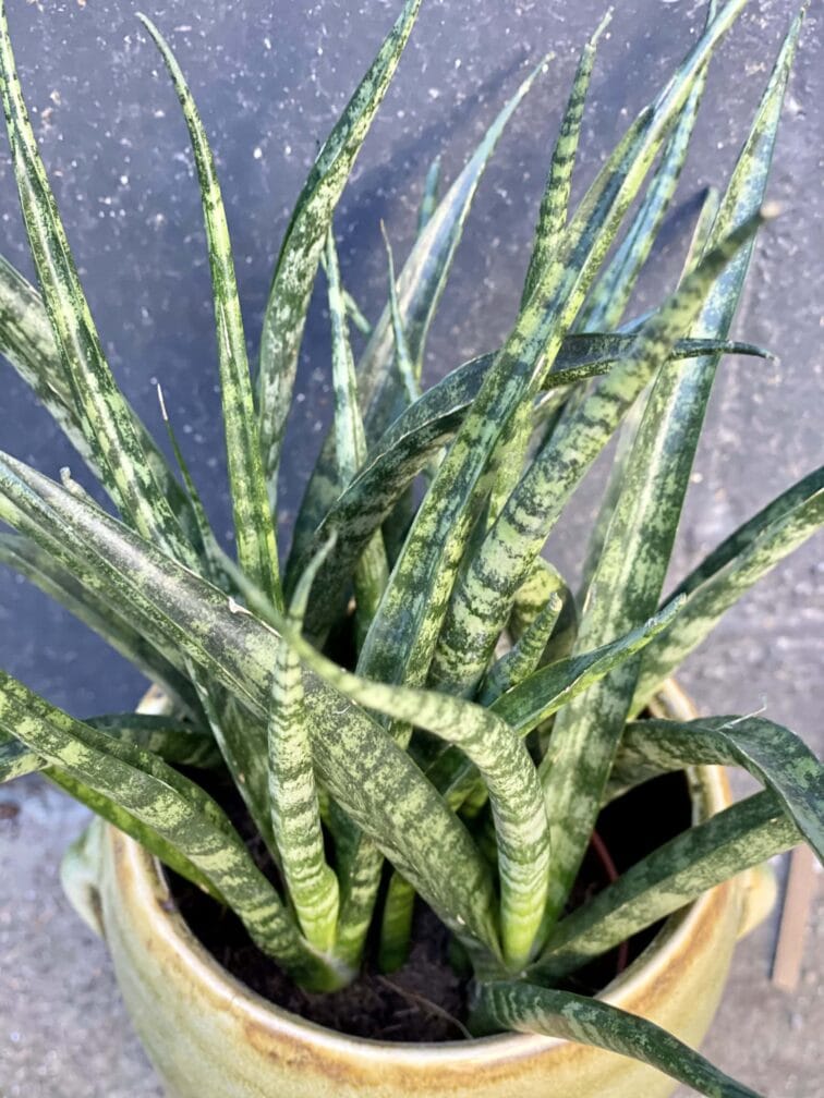 Zdjęcie rośliny Sansevieria Fernwood Punk, ujęcie 2