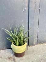 Zdjęcie rośliny Sansevieria Fernwood Punk, ujęcie 3