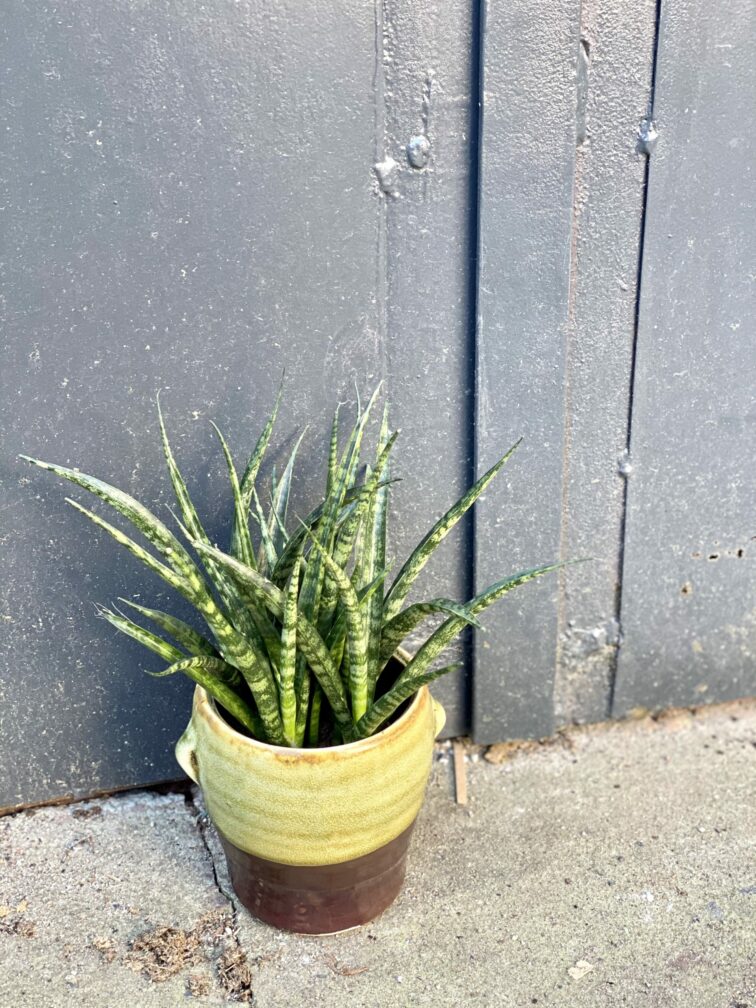 Zdjęcie rośliny Sansevieria Fernwood Punk, ujęcie 3