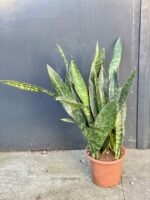 Zdjęcie rośliny Sansevieria Jiboia, ujęcie 1
