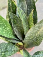 Zdjęcie rośliny Sansevieria Jiboia, ujęcie 2