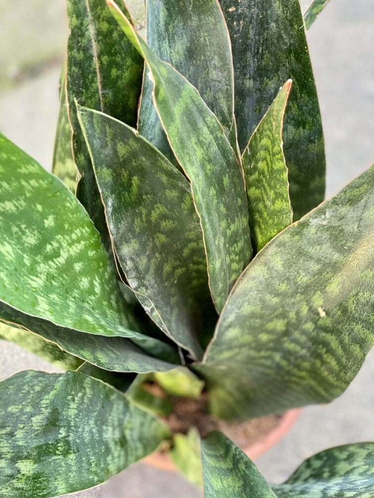 Zdjęcie rośliny Sansevieria Jiboia, ujęcie 2