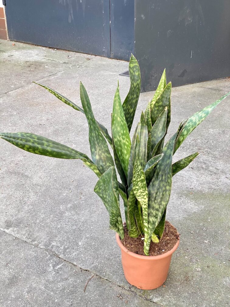 Zdjęcie rośliny Sansevieria Jiboia, ujęcie 3