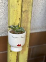 Zdjęcie rośliny Sansevieria Samurai, ujęcie 1