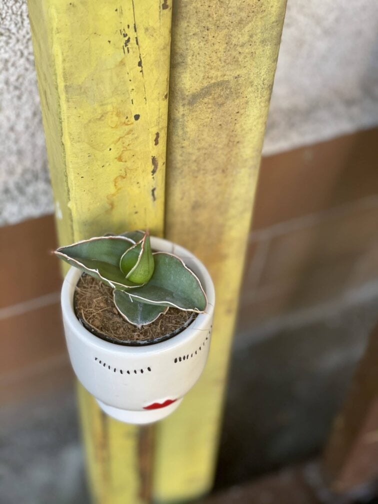 Zdjęcie rośliny Sansevieria Samurai, ujęcie 3