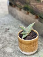 Zdjęcie rośliny Sansevieria Silver Almond, ujęcie 2