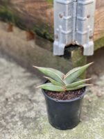 Zdjęcie rośliny Sansevieria Silver Almond, ujęcie 3