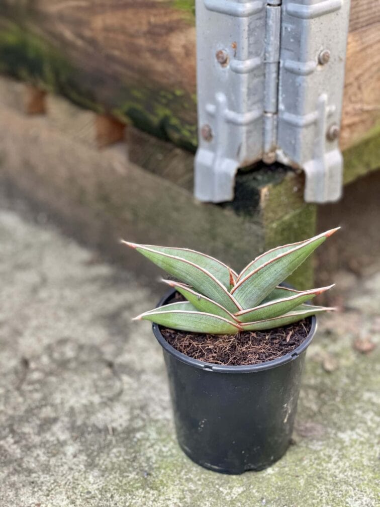 Zdjęcie rośliny Sansevieria Silver Almond, ujęcie 3
