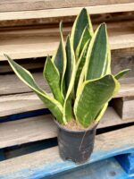 Zdjęcie rośliny Sansevieria trifasciata Black Gold, ujęcie 1